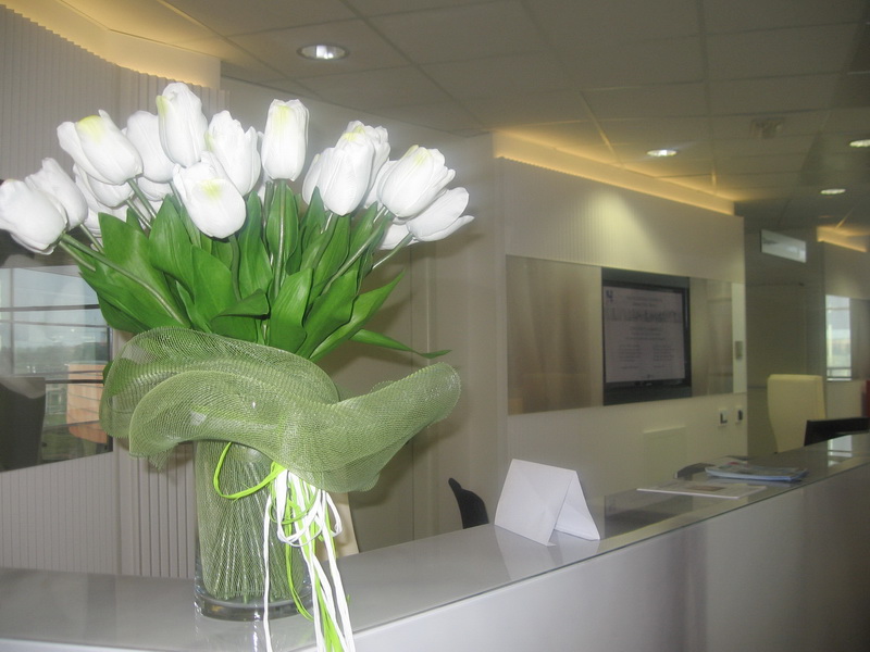 Tulipano Bianco